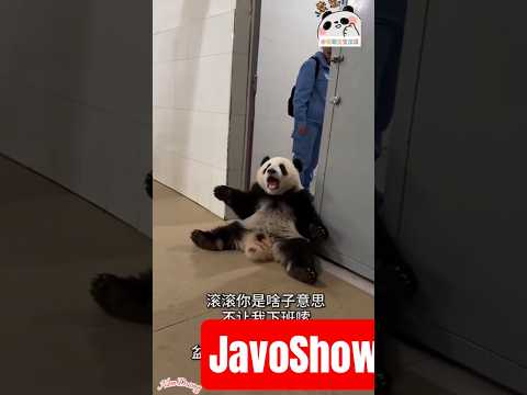 panda subscribe ??? #panda #cute #funny #viral #viralvideo #video #shortvideo thumbnail