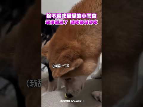 捨不得吃最愛的小零食 最後尷尬了 連吃都沒得吃 #shorts @ChinaTimes thumbnail