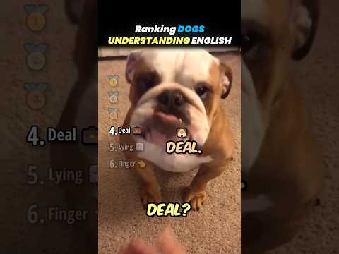 Ranking DOGS UNDERSTANDING ENGLISH Core Moments PT. 2!! 🐶🗣️ thumbnail