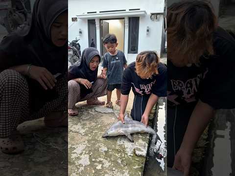 Ikan hiu terdampar thumbnail