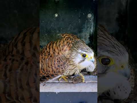 She's not sharing her food easily ?? #wildlife #birdwatching #nature #birdhouse #birds thumbnail