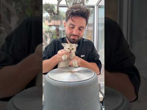 المصيبة الجديدة 🐱🐈 thumbnail