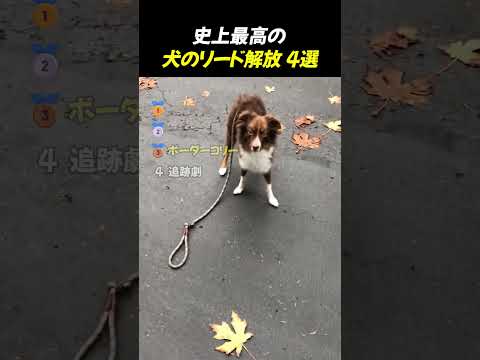 史上最高の犬のリード解放 4選_TOP4 thumbnail