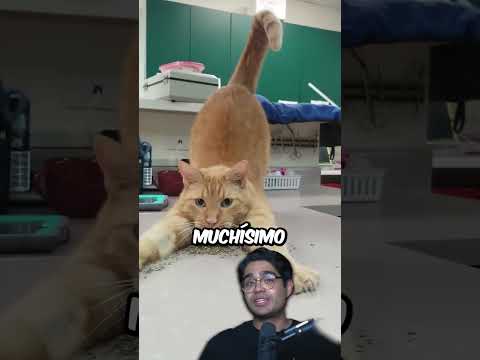 Así Se Ponen L0cos Los Felinos thumbnail
