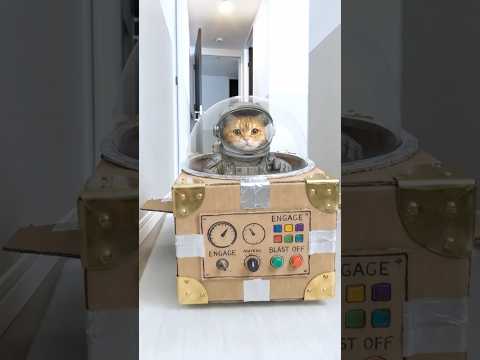 Save the Baby Brother! Cat's Epic Rescue Mission🚀 thumbnail