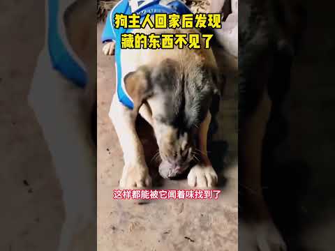 狗主人回来后发现，自己藏的东西不见了！ #感人壹幕 #影視解説 #影視解説 #搞笑 #movies  #科普 #大熱門 #film #影视聚焦 #精彩影视 thumbnail
