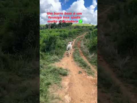 puxou #vaca #boiada #boi #montaria #shortvideo #gado #cavalo #haras #agro #vaquejada #vaqueiro thumbnail