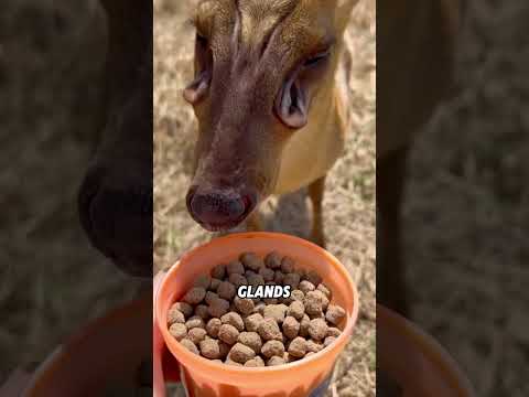 The angry muntjac#animals #funnyanimal #funny #cute #muntjac thumbnail