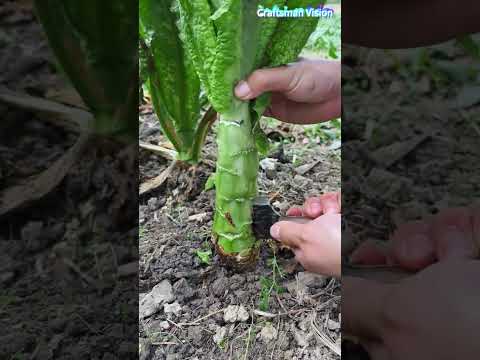 Planting Technology & Harvesting Methods of Lettuce Stems thumbnail