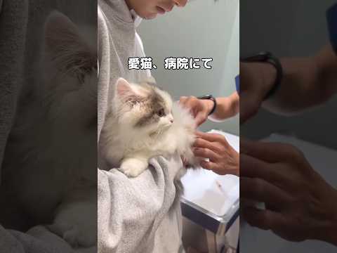 暴れることもなく控えめに、にゃーって鳴いてお注射頑張りました #ミヌエット #猫 #shorts thumbnail