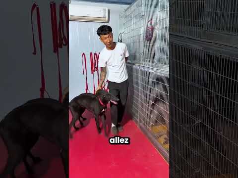 Ce garçon a sauvé les petits chiens d'une tempête 😱⛈️ thumbnail