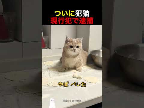 ついに犯猫現行犯で逮捕 thumbnail