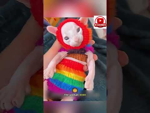 😺👶 Lo que esta gata adoptó dejó a todos sin palabras… ¡una historia increíble! 💔➡️💖 #shortsfeed thumbnail