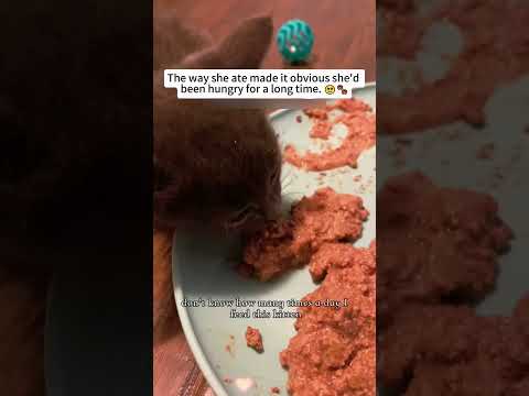 From Stray to Snuggle: A Cat Rescue Story 🐾❤️#rescue #lovestory #fyp #animalrescue #family thumbnail