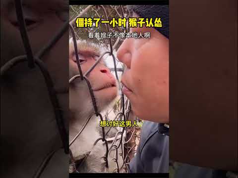 猴子竟伸出了舌头，僵持了一小时，猴子认怂 #感人壹幕 #大熱門 #影視解説 #影视聚焦 #搞笑 #funny #精彩影视 #熱門 #automobile #正能量 thumbnail