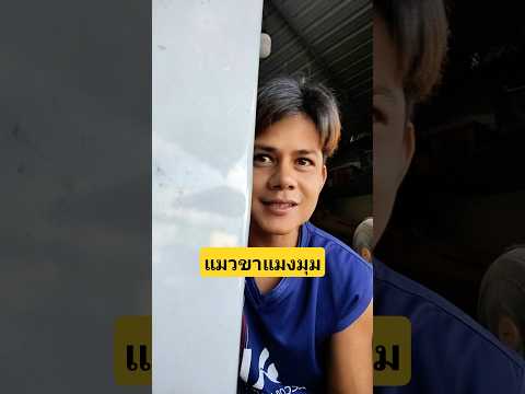 แมวขาแมงมุมมหัศจรรย์มีจริงๆเหรอเนี่ย #บังเอิญเจอ #funny #comedy #การแสดงเท่านั้น thumbnail