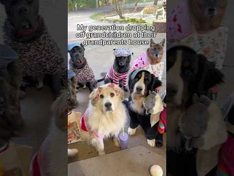 Who else adores their grand-puppies? 🥰 our parents absolutely spoil them all rotten 🤣 thumbnail