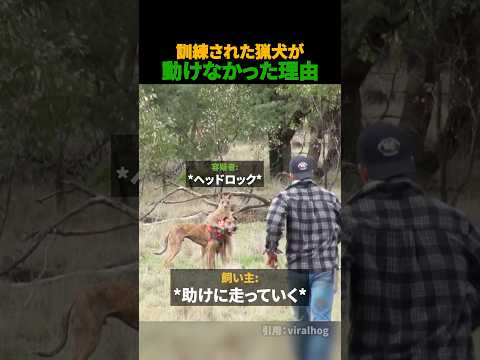 猟犬が動けなかった理由 thumbnail