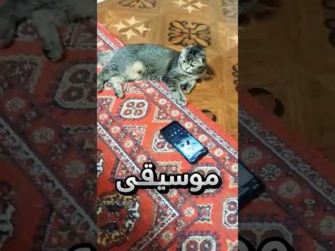 الفرق بين ردة فعل قطوته لما تسمع الموسيقى والقرآن !! #youtubeshorts thumbnail