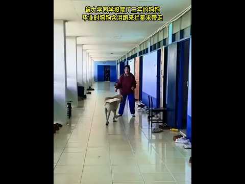?? 被温柔对待的生命，也会用忠诚回应 ?? A Life Treated with Kindness Responds with Loyalty thumbnail