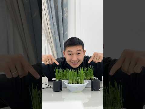Растения слушают музыку, Куран и тишину! thumbnail