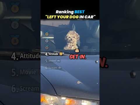 Ranking WHEN DOG IN CAR Core Moments!! 🐶🚗 thumbnail