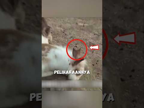 Misteri Telinga Kelinci yang Hilang ? thumbnail