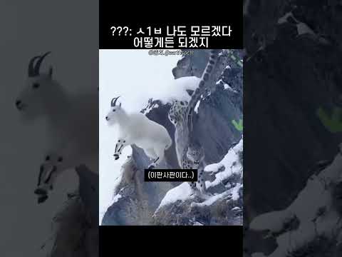 판단력 GOAT thumbnail