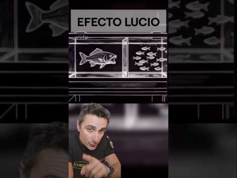 Efecto lucio.#supervivencia #curiosidades #sabiasque thumbnail