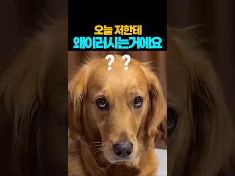 ❤️3500만뷰❤️미안해 ㅠㅠ 그런데 너 표정 너무 웃겨서 엄마 아빠 배꼽 아파 ?  #강아지 #댕댕이 #애견영상 thumbnail