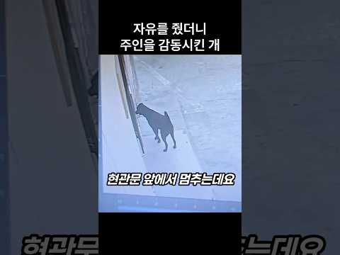 "아니 이것은!!.." 자유 얻은 댕댕이가 주인을 감동시킨 이유 thumbnail
