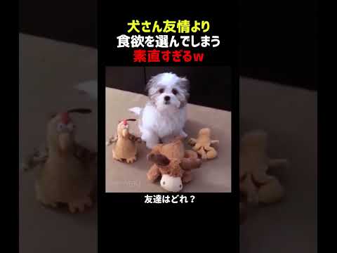 犬さん 友情より食欲を選んでしまう thumbnail