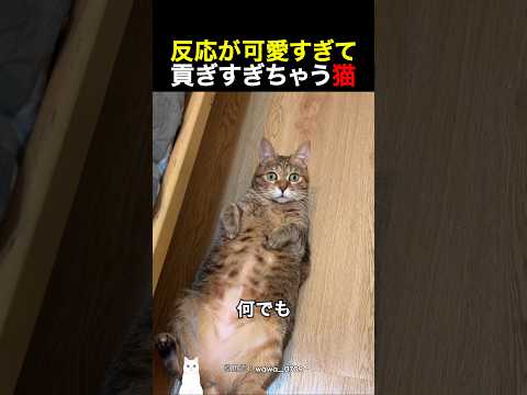反応が可愛すぎて貢ぎすぎちゃう猫 thumbnail