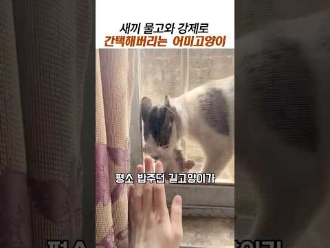 새끼물고와 강제로 간택해버리는 어미고양이#길냥이#고등어테비#귀여운고양이 thumbnail