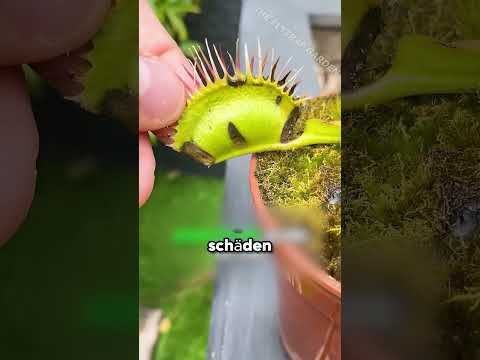 So fängt diese Pflanze ihre Beute. thumbnail