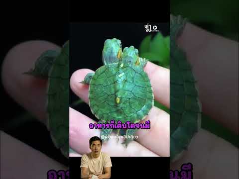 เต่าสองหัวรอดชีวิตได้ เพราะไม่ยอมแพ้❤️? thumbnail
