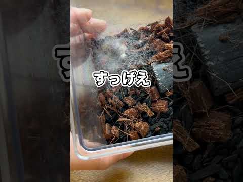 ペットを飼育している虫かごにカビが生えてしまいました… thumbnail