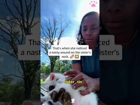 She had to chase down this feral kitten... and thank goodness she did!🏥🩹🥺#rescue #lovestory #cat thumbnail