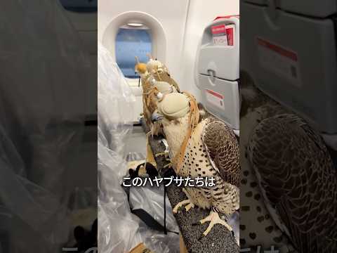 ハヤブサが目隠しをして飛行機に乗る理由 thumbnail