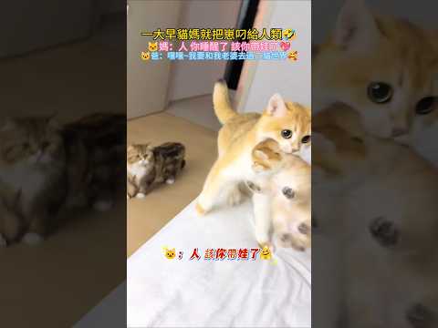 一大早貓媽就把崽叼給人類? ?媽：人 睡醒了，該你帶娃了? ?爸：我要和老婆過會二貓世界? #cat #cute #funny #funnyshorts #shorts thumbnail