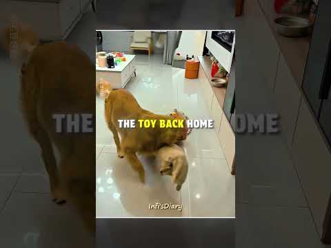 Dog Refused to Leave His Toy… ?? #shorts thumbnail