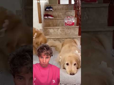 Los 3 perros inseparables thumbnail
