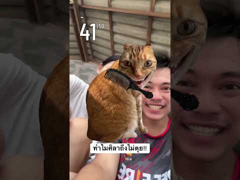 ขยี้ขนหมอ.ยแมว!! หันมาก็ไม่กลัว555🤣 #ไอต้าวศิลา thumbnail
