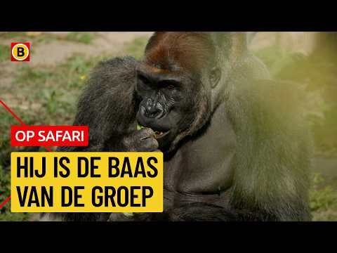 Zo gaat de verhuizing van een gorilla | Op Safari thumbnail