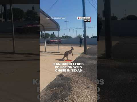 Kangaroo leads police on wild chase in Texas thumbnail