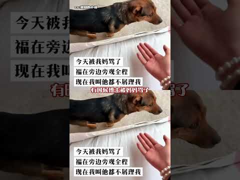 福：急于撇清关系#狗狗的心思都写在脸上了 #搞笑 #万万没想到 #离谱 thumbnail