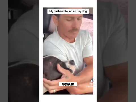 Convict ? ❤️?? #trendingnow #viral #funny #viralvideo #comedy #dogshorts #viralshorts #dogs thumbnail