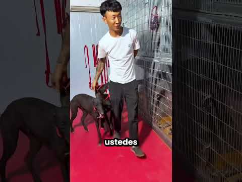 Este Chico Salvó a Los Perritos De Una Tormenta 😱⛈️ thumbnail