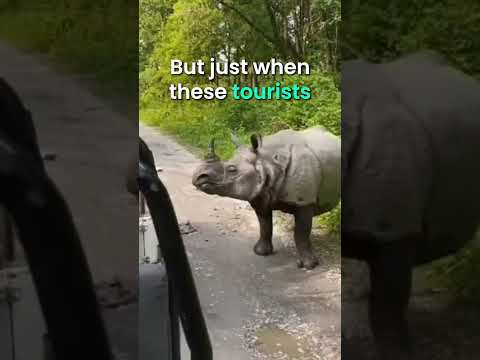 Angry Rhino Terrifies Tourists thumbnail