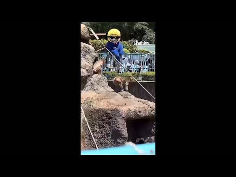 Japon : un homme déguisé entre dans l'enclos du singe star Punch thumbnail